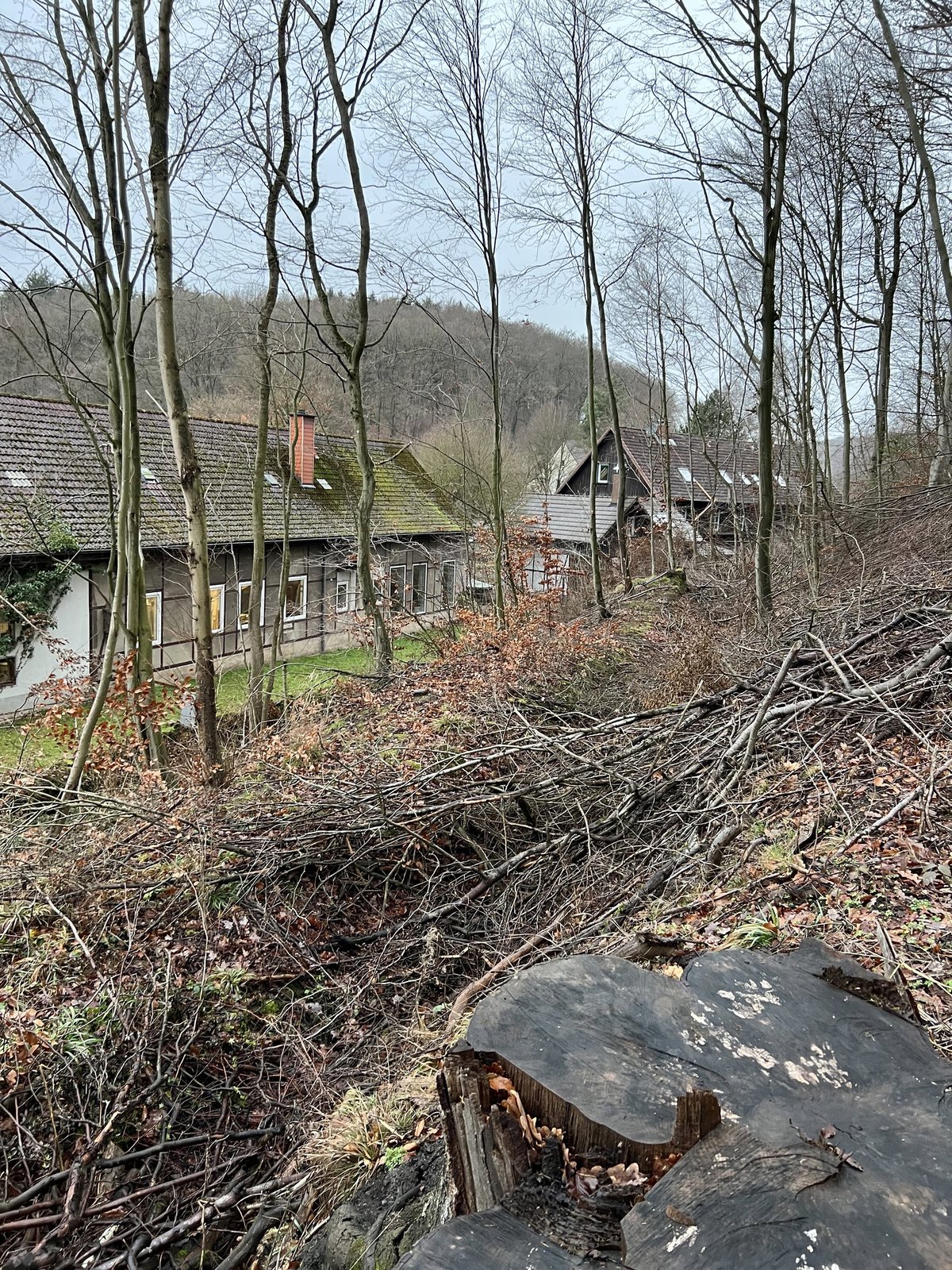 Buche aus Lenne