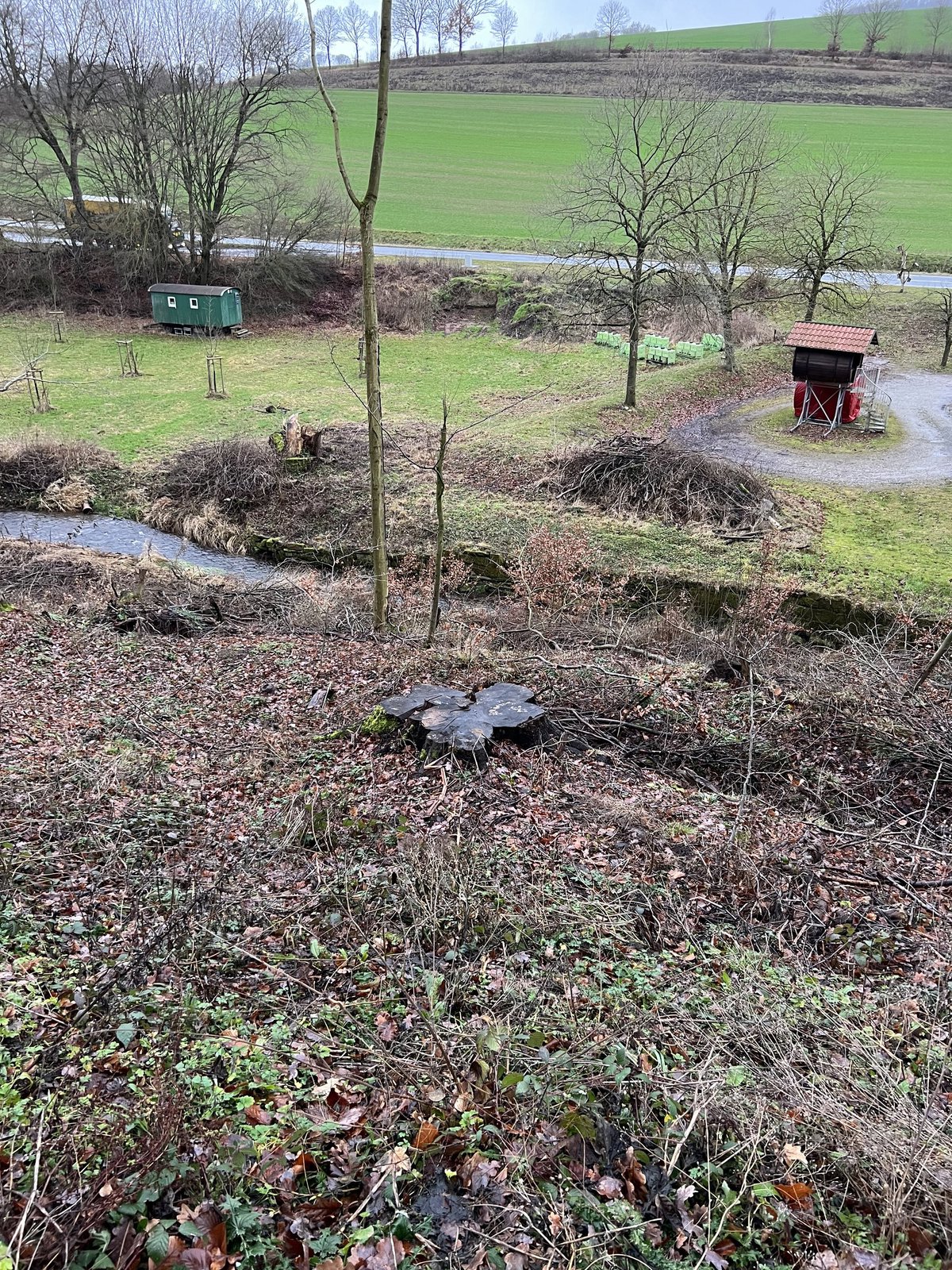 Buche aus Lenne