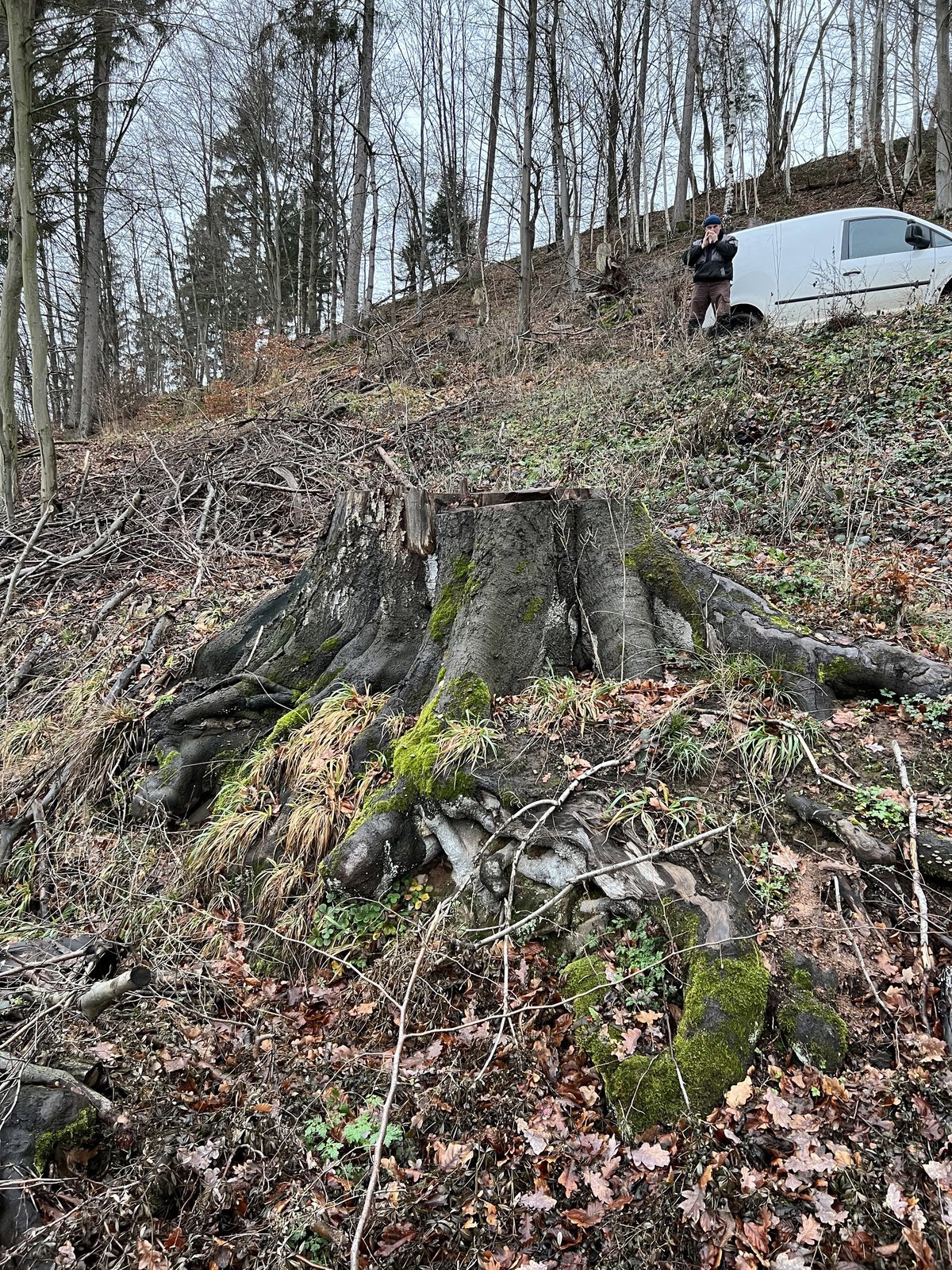 Buche aus Lenne