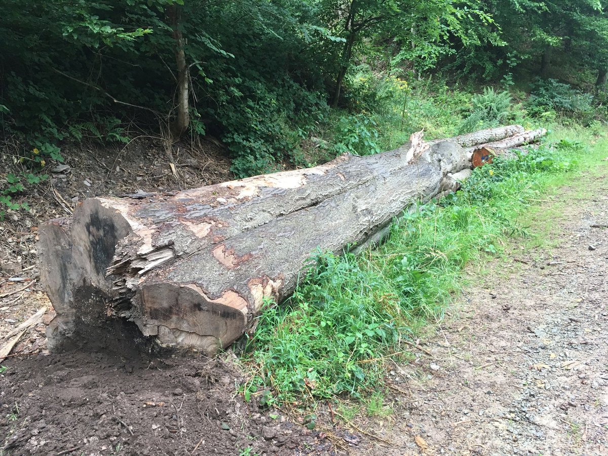 Buche aus Lenne