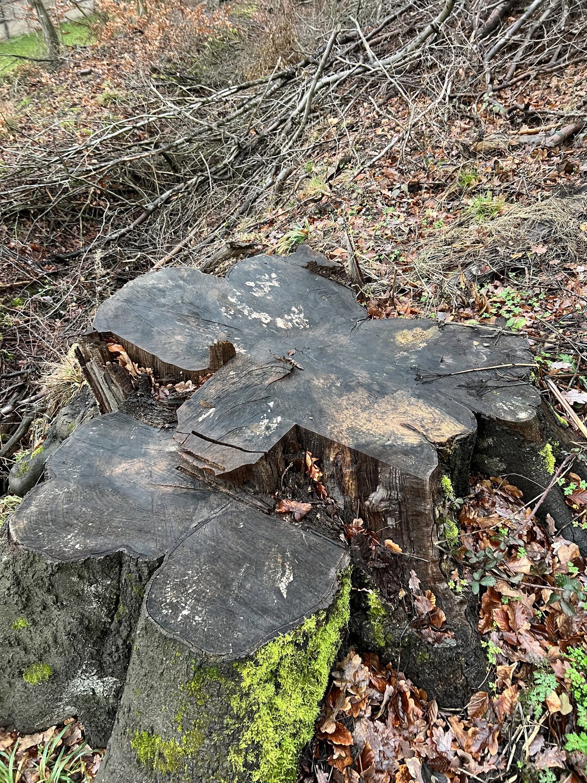 Buche aus Lenne