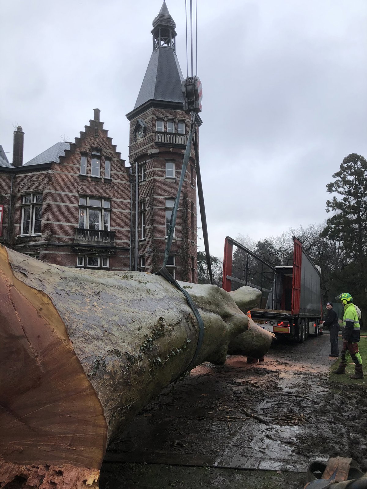 Drei Platane von Kasteel Calesberg
