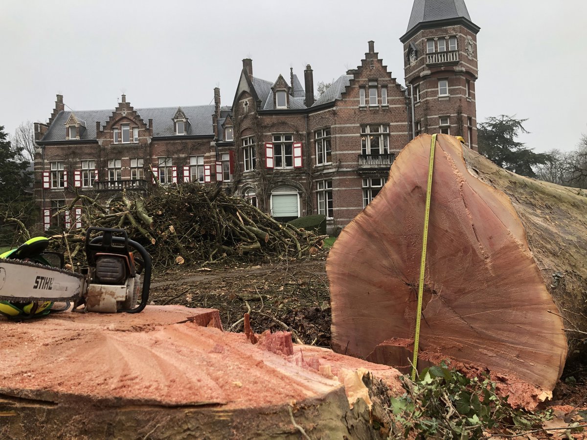 Drei Platane von Kasteel Calesberg