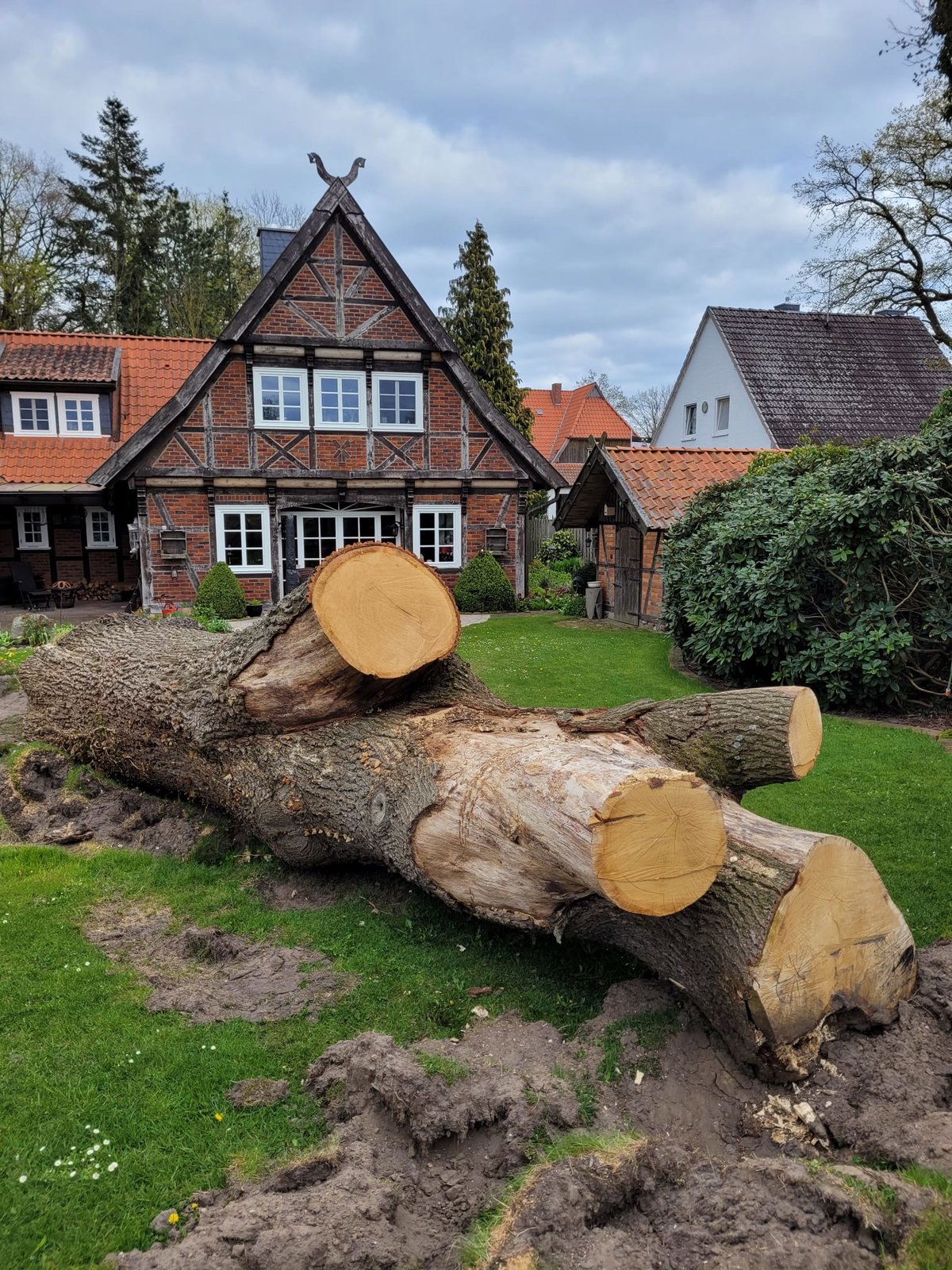 Eiche aus Eldingen