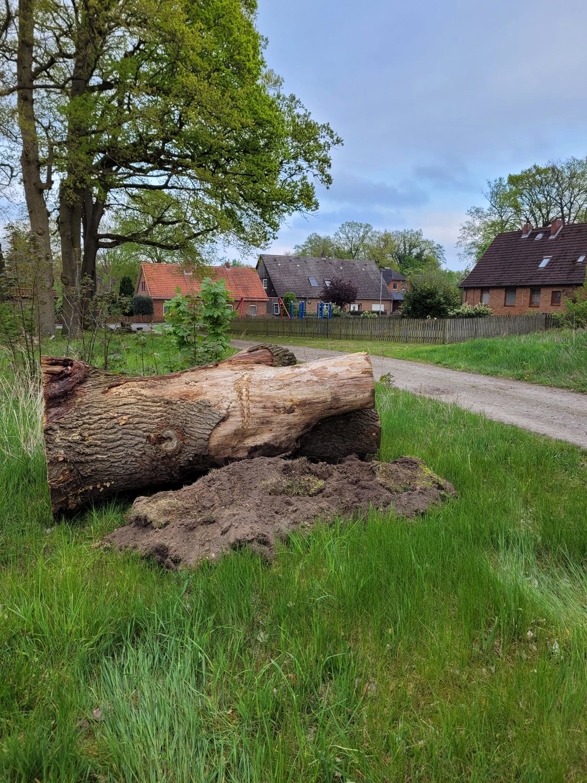 Eiche aus Eldingen