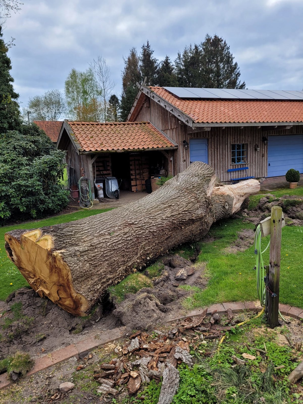Eiche aus Eldingen