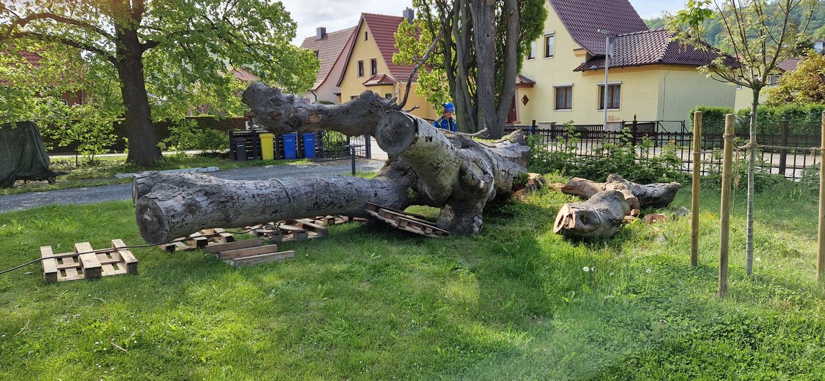 Trauerbuche aus dem Harz