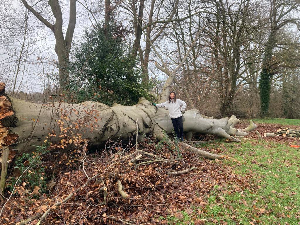 Rotbuche aus Zutphen