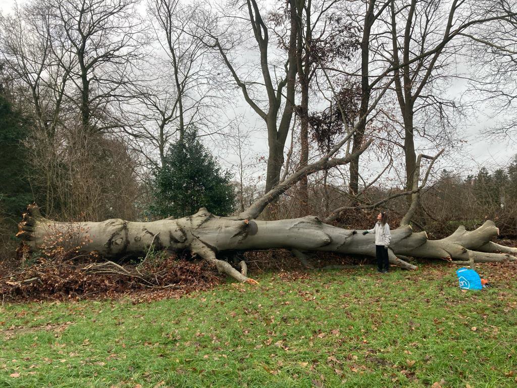 Rotbuche aus Zutphen