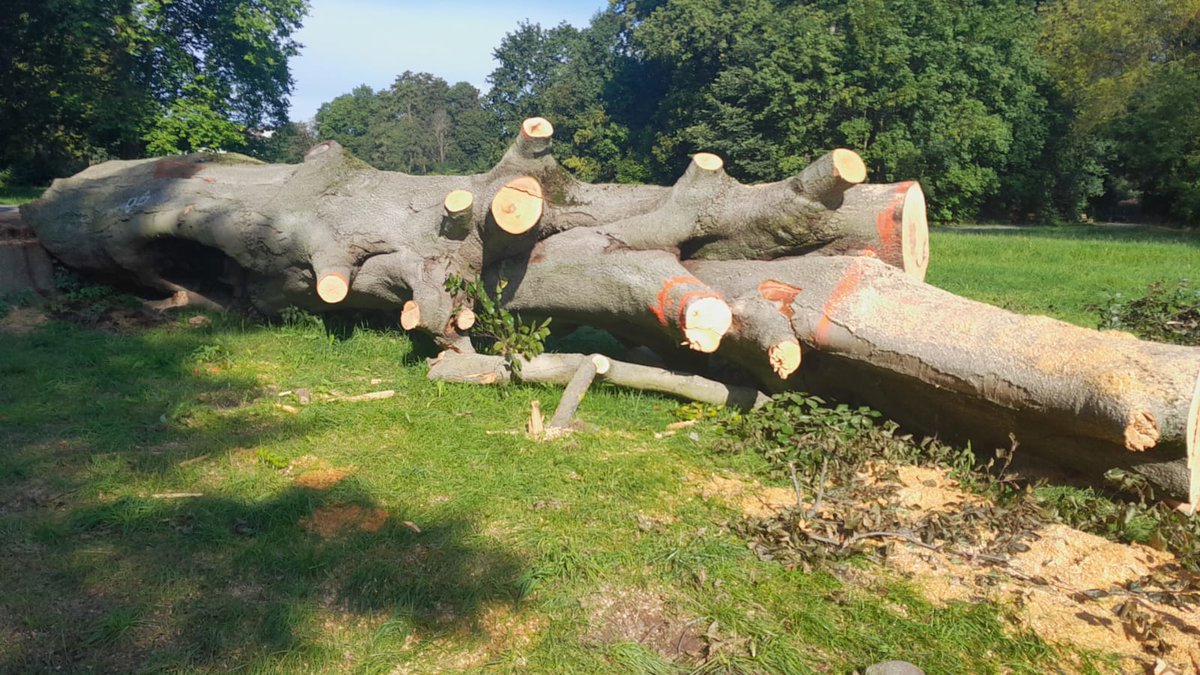 Buche aus Schlosspark Köstrizer