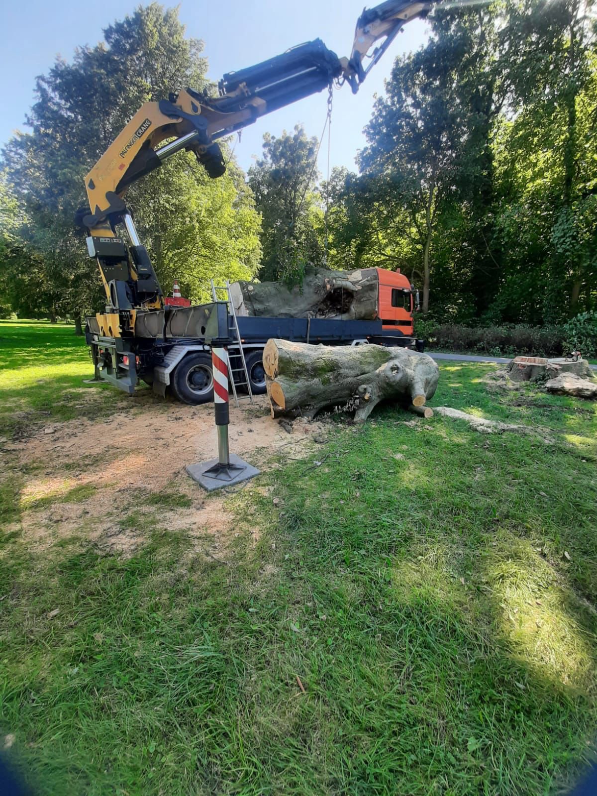 Buche aus Schlosspark Köstrizer