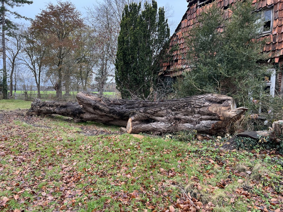 Ulme aus Uetze