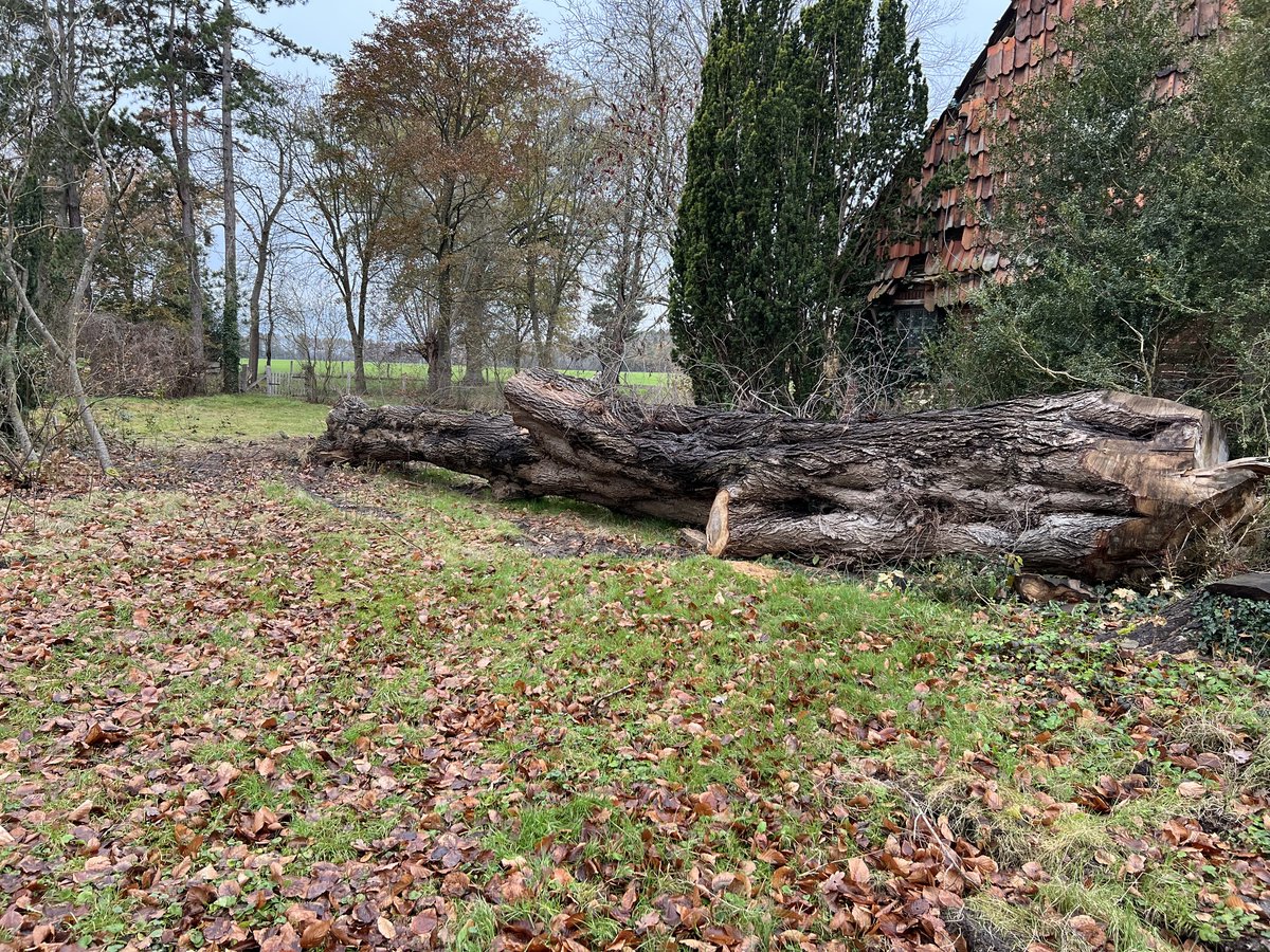 Ulme aus Uetze